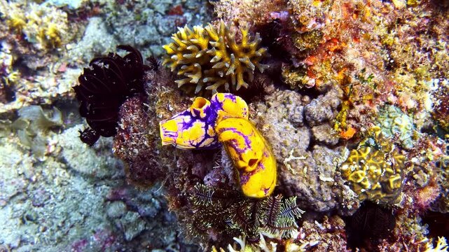 Bright yellow and purple sea squirts attached to coral reef underwater in deep ocean.