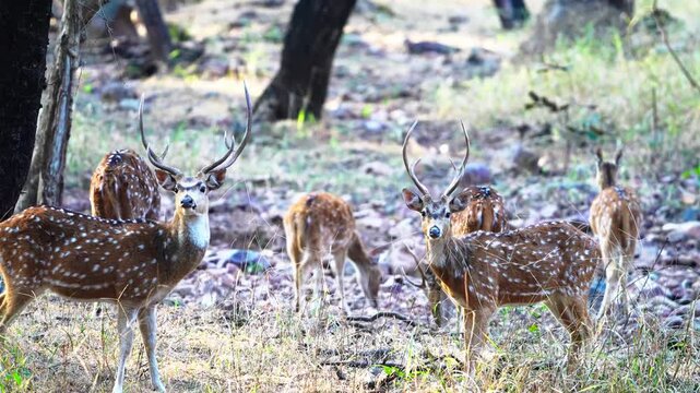 Two axis deer stags locking antlers during territorial display in Indian forest wilderness.