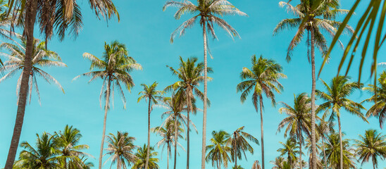 Coconut palm tree under blue sky. Vintage background. Travel card. Retro toned. Soft focus © Maria