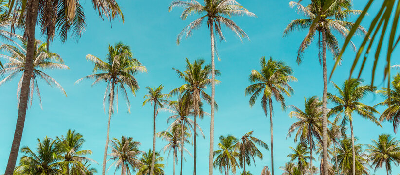 Coconut palm tree under blue sky. Vintage background. Travel card. Retro toned. Soft focus