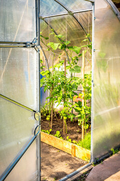 Hothouse in the garden with oped door