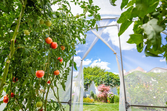 View from inside small private greenhouse with tomatoes in garden