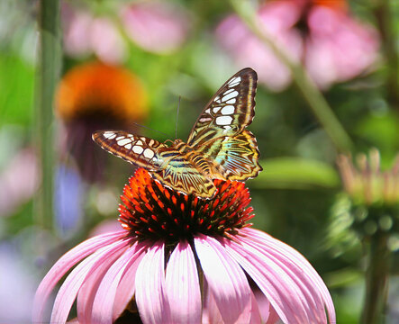butterfly on coneflower
