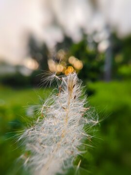 A close-up of the flower head or seed cluster of cogon grass (Imperata cylindrica), featuring soft white hairs, with some of its seed strands blowing in the wind.