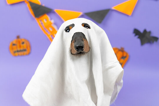 A black and tan dachshund dog peeks its long snout through a white bedsheet ghost disguise against a purple backdrop with bunting, a playful idea for spooky season marketing.