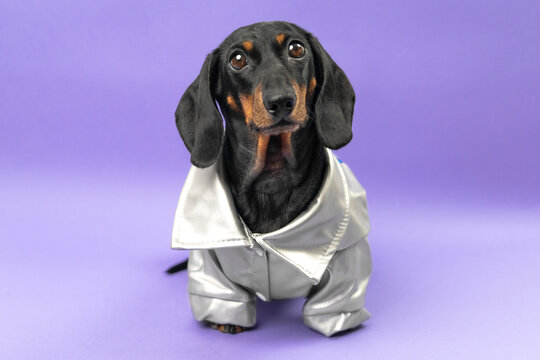 A black and tan dachshund dog wears a shiny silver jacket while standing against a solid purple background, a playful concept of pet fashion.