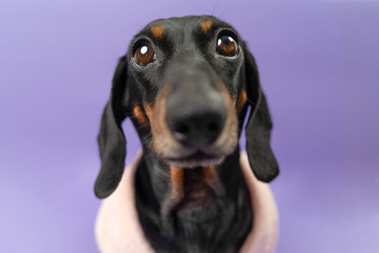 A black and tan dachshund dog wrapped in a pink bathrobe gazes upward with pleading eyes against a purple background, a concept of pampered pet spa treatment.