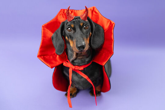 A black and tan dachshink dog wears a red devil cape and glittery horns on a purple backdrop, a playful gothic fantasy concept for spooky season and mischief.
