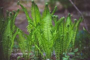 Green ostrich fern matteuccia struthiopteris fronds unfurling on forest ground in wild spring nature with copy space area. © Tatiana