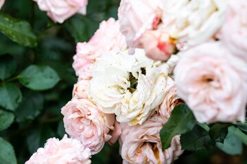 Fresh pink carcassonne rose flowers with raindrop texture on petals blooming after summer rain in garden in Russia © Tatiana