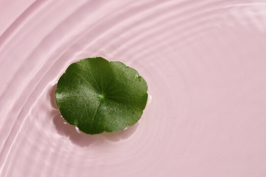 Green gotu kola leaves floating on clear rippling water, pink background