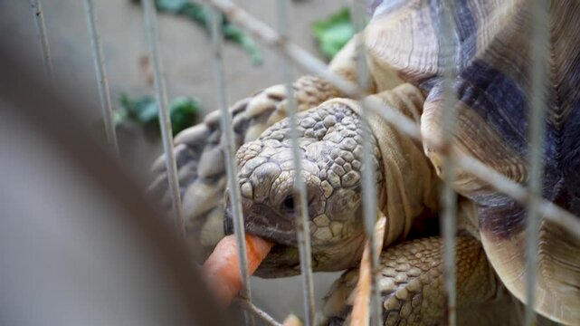 Close-up of a large tortoise eating carrot inside metal cage with human hand offering food. Natural textures, shallow depth of field, candid moment in pet care or zoo setting.