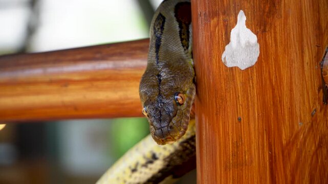 Close-up of a green tree python coiled around wooden posts with focused eyes and textured scales. Natural jungle setting, shallow depth of field, wildlife photography for nature enthusiasts.