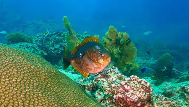 Underwater photo of a tropical fish at a coral reef. From a scuba dive in Thailand. Andaman Sea. Indian Ocean.