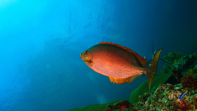 Underwater photo of a tropical fish at a coral reef. From a scuba dive in Thailand. Andaman Sea. Indian Ocean.