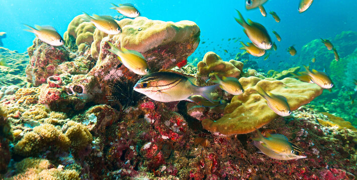 Underwater photo of a tropical fish at a coral reef. From a scuba dive in Thailand. Andaman Sea. Indian Ocean.