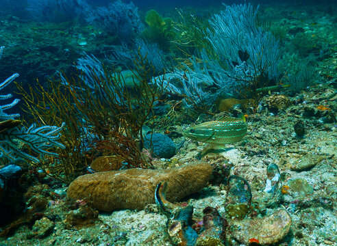 Underwater photo of a tropical fish at a coral reef. From a scuba dive in Thailand. Andaman Sea. Indian Ocean.