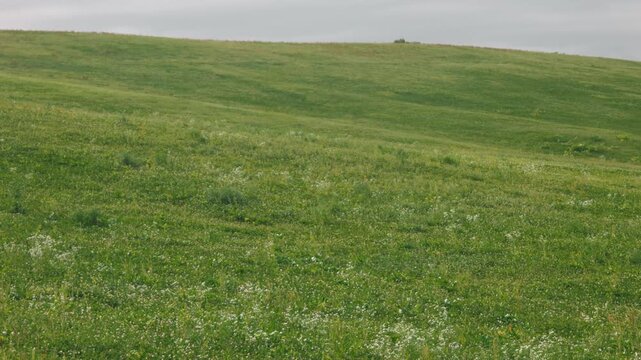 Gray sky and gently sloping grassy landscape
