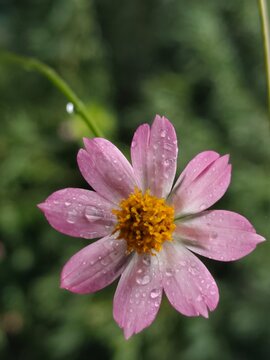 Pink Ulam Raja Flower with Water Droplets. Close-up of a pink ulam raja flower (Cosmos caudatus) covered with fresh water droplets, with a bright yellow center and soft green natural background.