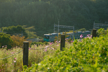Fototapeta premium 花咲く線路と森林の電化鉄道