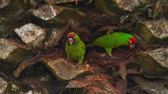 Pair of green macaws with red heads nesting on a palm tree trunk, one enters the nest while the other observes.