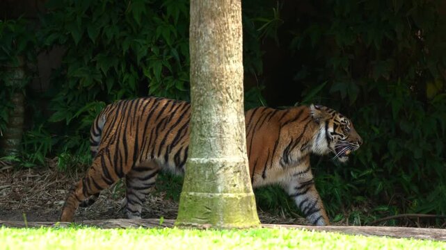 Sumatran tiger walking across grassy enclosure past rock wall and palm tree.