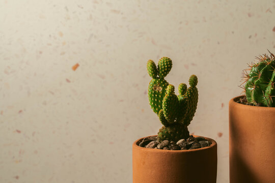 Cactus en macetas de barro con fondo naranja 