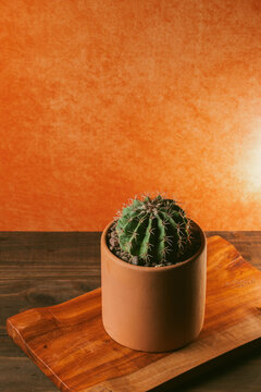 Cactus en macetas de barro con fondo naranja 