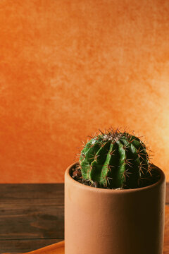 Cactus en macetas de barro con fondo naranja 