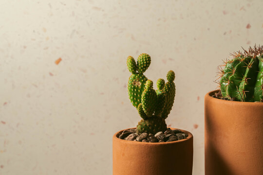 Cactus en macetas de barro con fondo naranja 