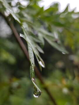 Ulam Raja Leaves with Water Droplet in Tropical Garden.