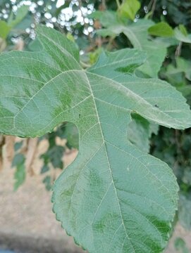 Fresh green fig leaf close up photo. Detailed view of Ficus carica leaf showing texture and leaf veins in a garden. Natural botanical background for agricultural and horticultural concepts.