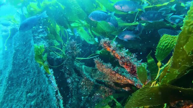 Underwater footage of schooling fish swimming through kelp forest over rocky reef structure.