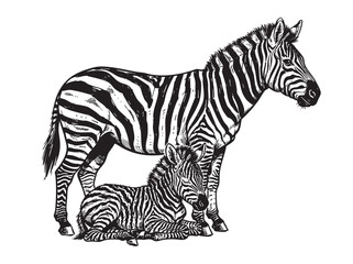 Fototapeta premium Hand-drawn wild animals, zebra mother and foal engraving; sketch horse set for safari, wildlife, Africa