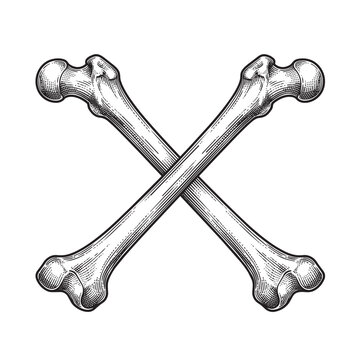 Crossbones anatomical skeleton bones in vintage engraving style