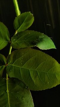 Macro rain falling on green rose leaves with visible veins Vertical Video 2160p 24fps