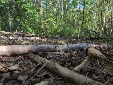 Gaspesie, Quebec, 26 August 2026 : Wild mushrooms grow among fallen logs and dry leaves on the forest floor in sunny weather.