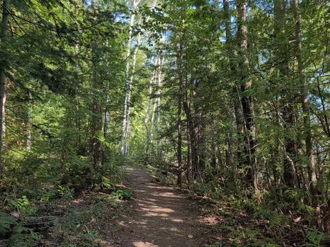Gaspesie, Quebec, 26 August 2026 : Sunlit dirt trail winds through a lush green forest with birch and evergreen trees