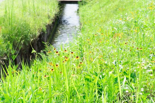 Rural Water Stream and Wildflowers Along Farm Road in Minamiuonuma, Niigata, Japan