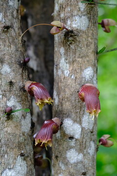 Mexican calabash tree crescentia alata maroon flowers blooming directly on tree trunk bark
