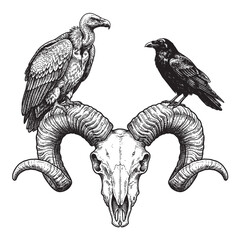 Naklejka premium vulture and raven perched on ram skull horns vintage engraving illustration vector black and white white background isolated design