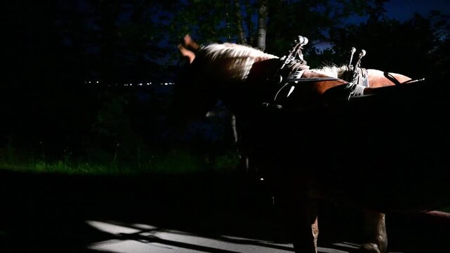 working horse team at night, waiting for a night taxi pickup, one of the horse team is impatient and wants to pull the carriage now