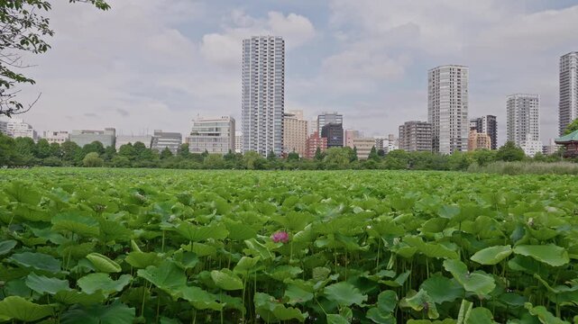 Green lotus leaves blanket the water while a single pink bloom stands out, set against a striking row of tall towers under a bright sky.