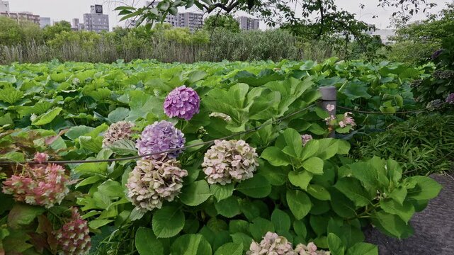 Clusters of purple and pastel hydrangeas line a park path, framed by a broad lotus leaf field and residential towers in the distance.