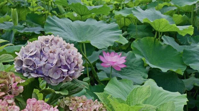 A soft lavender hydrangea cluster contrasts with a small pink lotus blossom in the background, capturing two seasonal flowers in one pond-side frame.