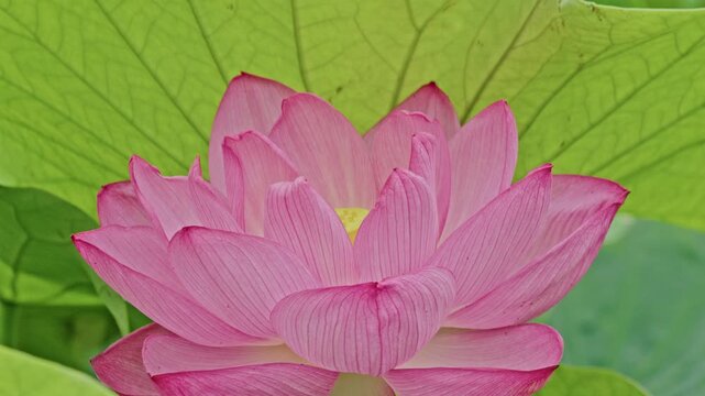 Backlit sunlight highlights the fine vein patterns within layered pink lotus petals, creating a glowing, richly detailed macro view of the bloom.
