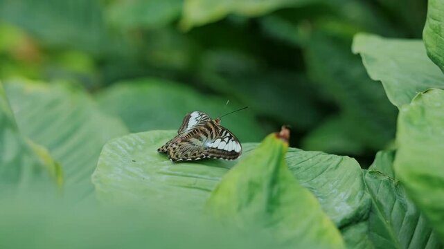 Zebra longwing rests on broad green foliage displaying striped wing pattern