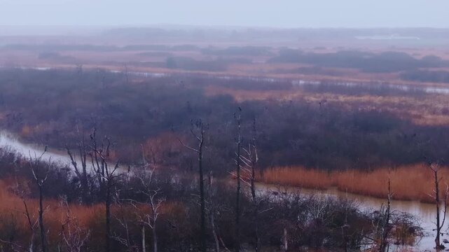 Drone rotates right over Liepaja Lake, reveals wintry cormorant nesting habitat