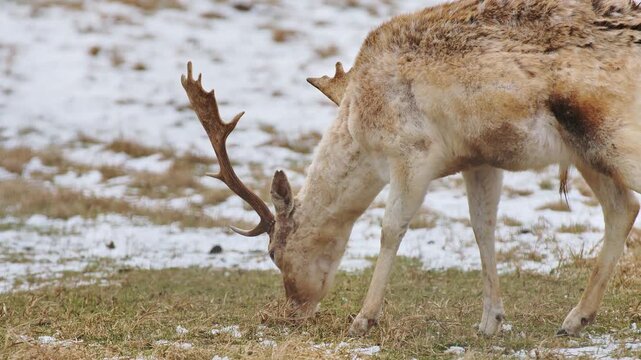 Male fallow deer grazes through sparse grass searching for food beneath snow