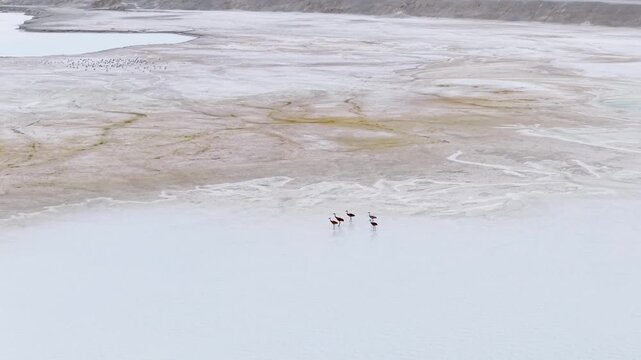 Four sandhill cranes fly in formation above shallow coastal water and pale wetland flats in Michigan Upper Peninsula.